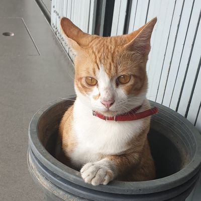 MERMINTBLISS's profile picture. 