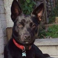 comehomecharlie's profile picture. Twitter a/c for ComeHomeCharlie. Black lurcher/collie, medium size, white blaze on chest & very big ears!Missing since 18/10/13 from Stenbury Down, Ventnor, IOW