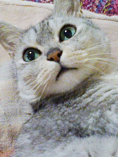 takeyoshiko's profile picture. SING LIKE TALKINGと佐藤竹善さん、ネコ、あと愛がちょっとだけあれば生きていけます☆