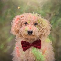 Chantal, Binky & Sailor (@amuttyadventure) 's Twitter Profile