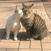 jach (@jach1928) 's Twitter Profile