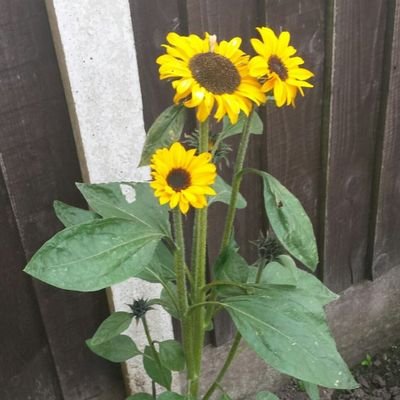 OrrellRmh's profile picture. 