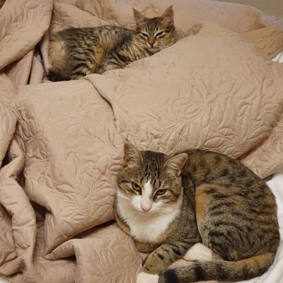 2 rescued feral cats from Crete.
⚛ The Quantum Mechanicats! ⚛
🐯 Tom (Thomas Young) 03/2018
🐯 Niels (Bohr) 08/2019
🇬🇷 #ambassacats to 🇬🇧
Hooman: @Djon_Ma