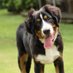 Bernese Mountain Dogs (@BerneseMDogs) Twitter profile photo