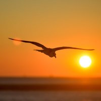 OlivKar (@oliv_kar) 's Twitter Profile