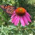 RHS Ecology Club (@rhsecologyclub) Twitter profile photo RHS Ecology Club (@rhsecologyclub) Twitter profile photo