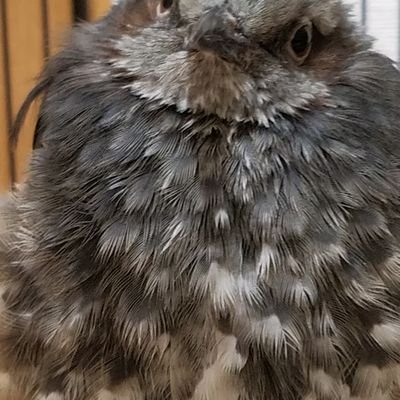 麦芽糖 ポケモンをさばいて 料理する夢見た テッポウウオの腸を取ったりしたんだけど テッポウウオって実在するからか ポケモン ですら普通の魚の体内構造の認識になってた 麦芽糖 ポケモンをさばいて 料理する夢見た テッポウウオの腸を取ったりしたんだけど テッポウウオって実在するからか ポケモン ですら普通の魚の体内構造の認識になってた
