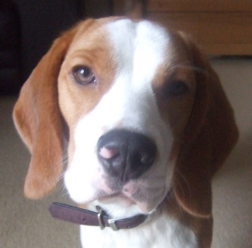 I am the best loved Beagle in the world. I love going out for walks and playing with my dog friends