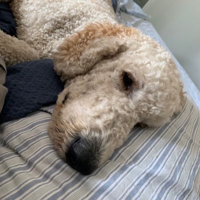 Deepdogthought1's profile picture. A doodle with deep thoughts, muddy paws and a serious lack of direction. My weaknesses are bacon and simple problem solving.  Life coach because why not.