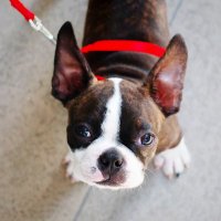 Gushin Boston Terriers (@_bostonterriers) 's Twitter Profile