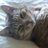 AlbionCat's profile image