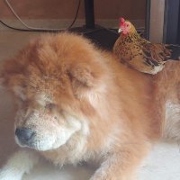 ChixOnChow (@chowchix) Twitter profile photo
