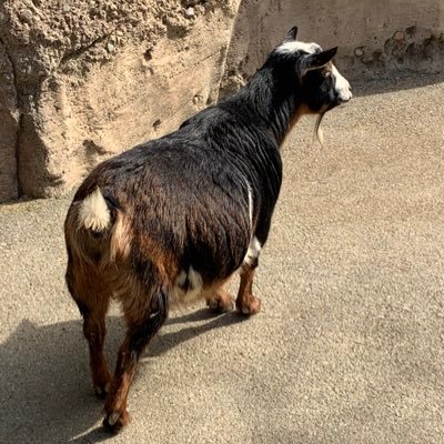 jennmpage's profile picture. she/her; playing all the games since the mid nineties. currently obsessively playing : #finalfantasychallenge