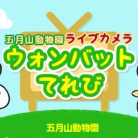 五月山動物園ウォンバットてれび【公式】 (@wombattvcom) Twitter profile photo