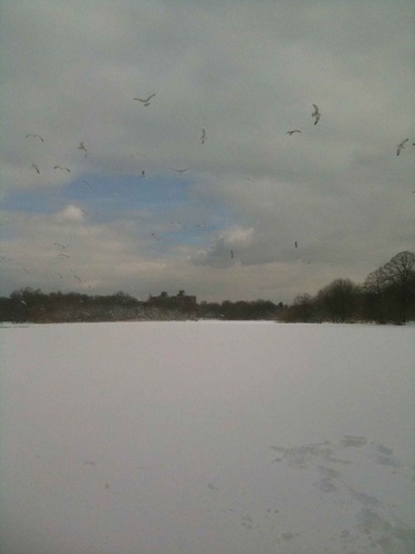 pollorenco's profile picture. Veterinary medicine.