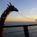 Cindi Young - @cy4mabo - Twitter