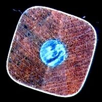 John Eisenman (Jice) (@jiceman) 's Twitter Profile