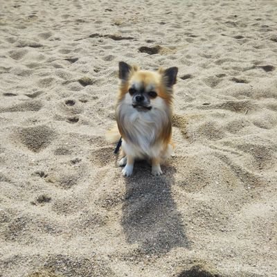 二児👨👧＋一匹🐶の母です。
漫才は劇場で見るのが一番‼️
日記感覚でツイートしてます〜。
カベポスターとメンバーさんをゆるく推しています☺