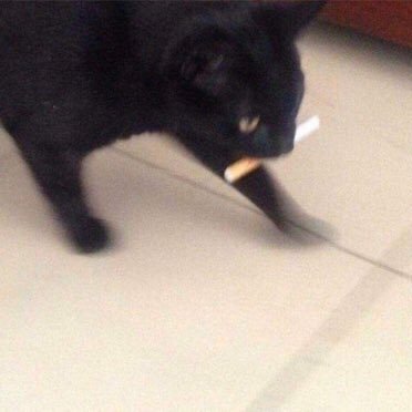 TheKalevala's profile picture. limbic system denier