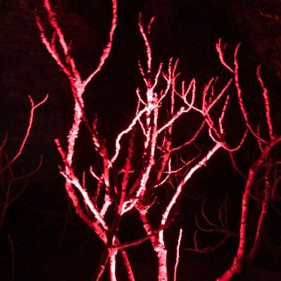 LfcSarge's profile picture. Retired headteacher wants fairness, honesty and the best opportunities and lives for everyone. Against Tories who have ruined lives, this country and democracy