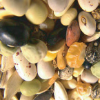 seedysundayTO's profile picture. Annual seed and information exchange in downtown Toronto, Scarborough and North York. For those who like to plant ahead!