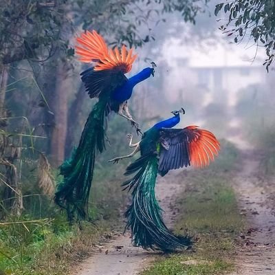 JoyshreeRoy18's profile picture. dancing