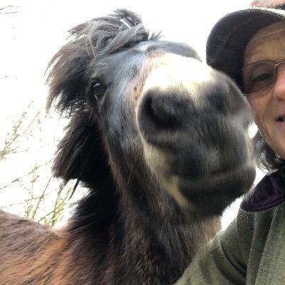 exmoormare's profile picture. Snap happy bogtrotter/Exmoor pony checker