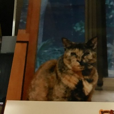 にゃお田にゃお吉さんのプロフィール画像