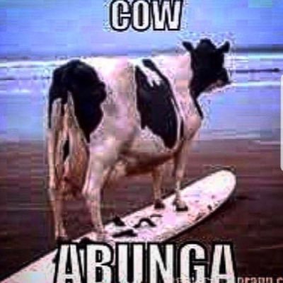 cow abunga