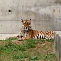とらこ🐅 (@ring_ring_yuuki) 's Twitter Profile