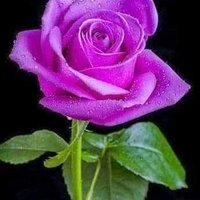 العيون الساحره (@ghyf5qtxorgebfs) 's Twitter Profile
