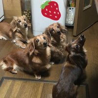 こぶに (@kobunichan) Twitter profile photo