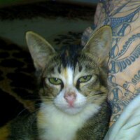 fajar kusumo (@kusumo1984) 's Twitter Profile