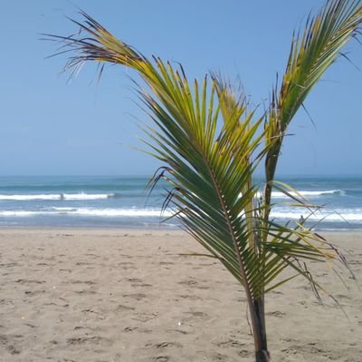 RonaldEdgardo13's profile picture. Lima solamente