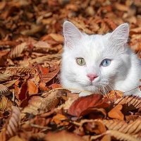 Vantanitim65 (@65_tanitim) Twitter profile photo