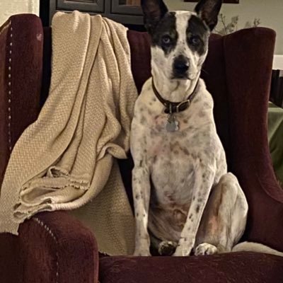 JodiCavanaugh1's profile picture. Wife, mother, grandmother, loves critters, news junkie, survivor, always blue. 🌵🐶🐱No DMs #Resist