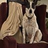 JodiCavanaugh1's profile picture. Wife, mother, grandmother, loves critters, news junkie, survivor, always blue. 🌵🐶🐱No DMs #Resist
