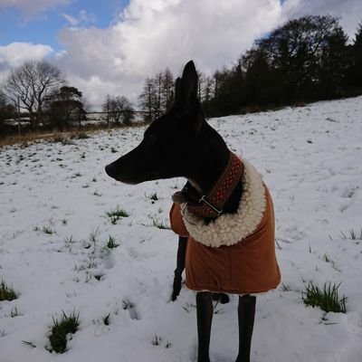 2 year old lurcher from @Greyhoundgap. I have lurcher sista Bella, a lurcher bruvva Angus, a foster sista Holly all from GG #lurchers #rescuedog #sighthounds