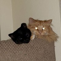 fred4me85 (@fred4me85) 's Twitter Profile