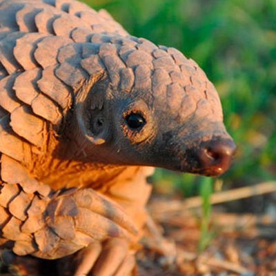 Pandemiacorona's profile picture. A mi qué me contáis