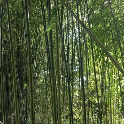 jose_wahle's profile picture. 