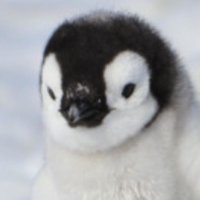 Pingüino Ingeniero / 遊ぶラボ(@asobulab) 's Twitter Profile Photo