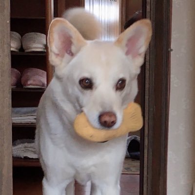 保護犬と暮らす愛犬ラブ🐕🫶な成人女性🙎♀ランペの特に壱馬くん(零さん)、慎くん、山彰さん、樹くん、RIKUさん、翔平さんを応援。動物(ワンコ)が癒し🐕