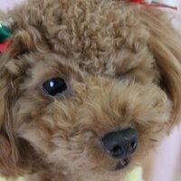 モコ (@wanwan__bot) 's Twitter Profile