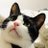 サクラねこのアイコン