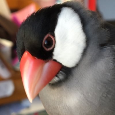 まりぐらぬーる( ºөº )さんのプロフィール画像
