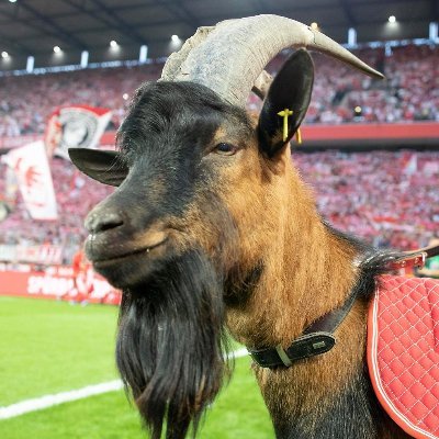 EA FIFA Card Collector / 1.FC Köln 🐐