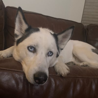 annsaunders's profile picture. 