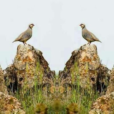 DaryanJiwar's profile picture. زادروز عيسي مسيح پيام آور عشق و دوستي و مبشر آزادي و رهائي فرزند انسان فرخنده باد و سال نو ميلادي را به همه دوستداران آزادي و رهائي شادباش ميگويم