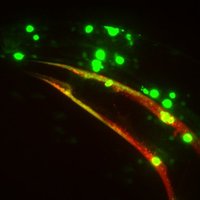 Nollen Lab (@nollenlab) 's Twitter Profile